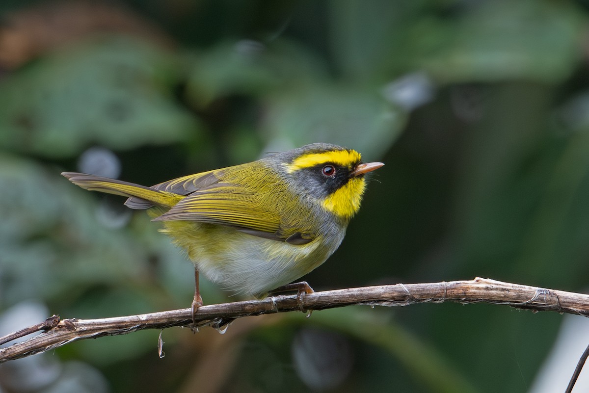 Black-faced Warbler - ML640420280