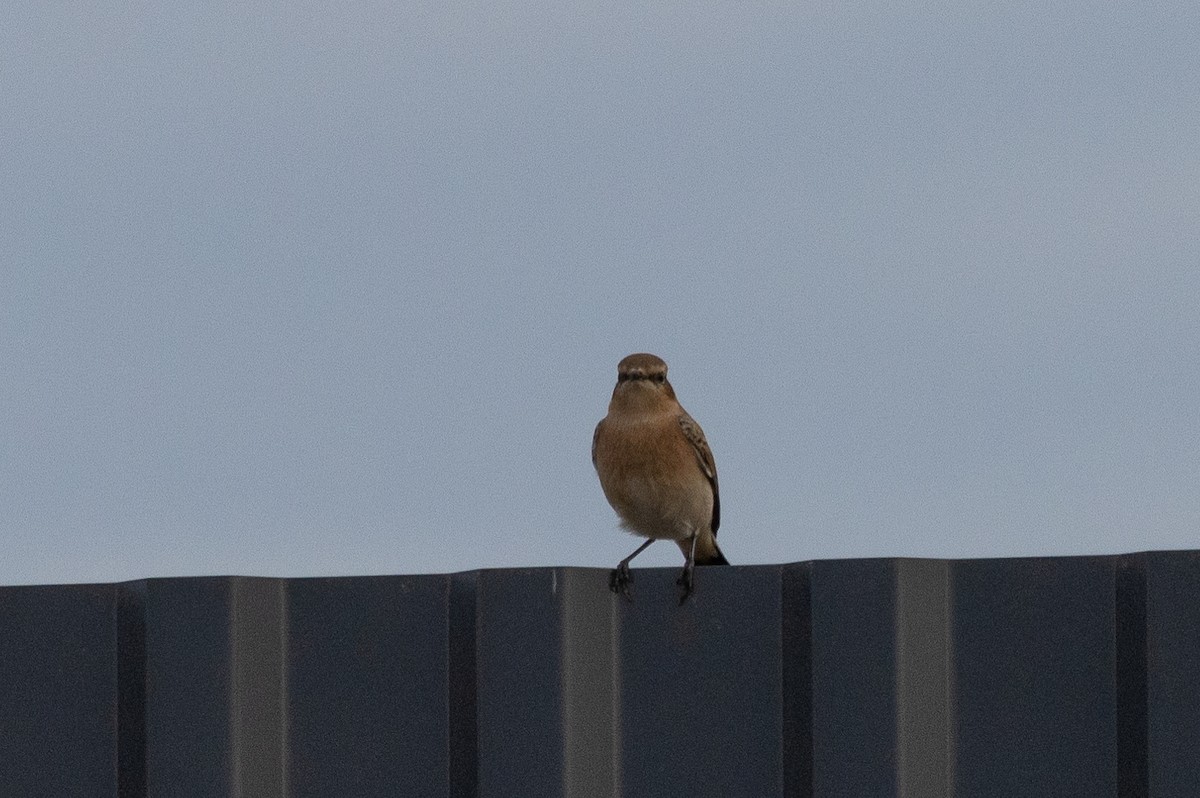 Northern Wheatear - ML640420291