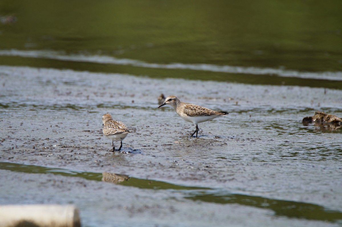 Semipalmated Sandpiper - ML640420292