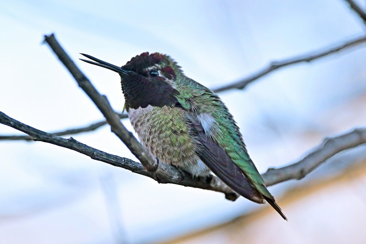 Anna's Hummingbird - ML640420311