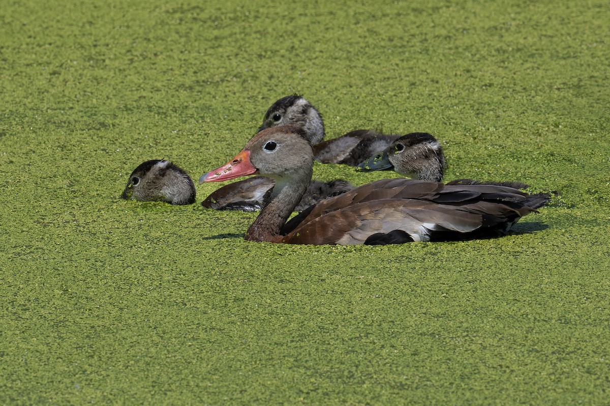 Black-bellied Whistling-Duck - ML640420322