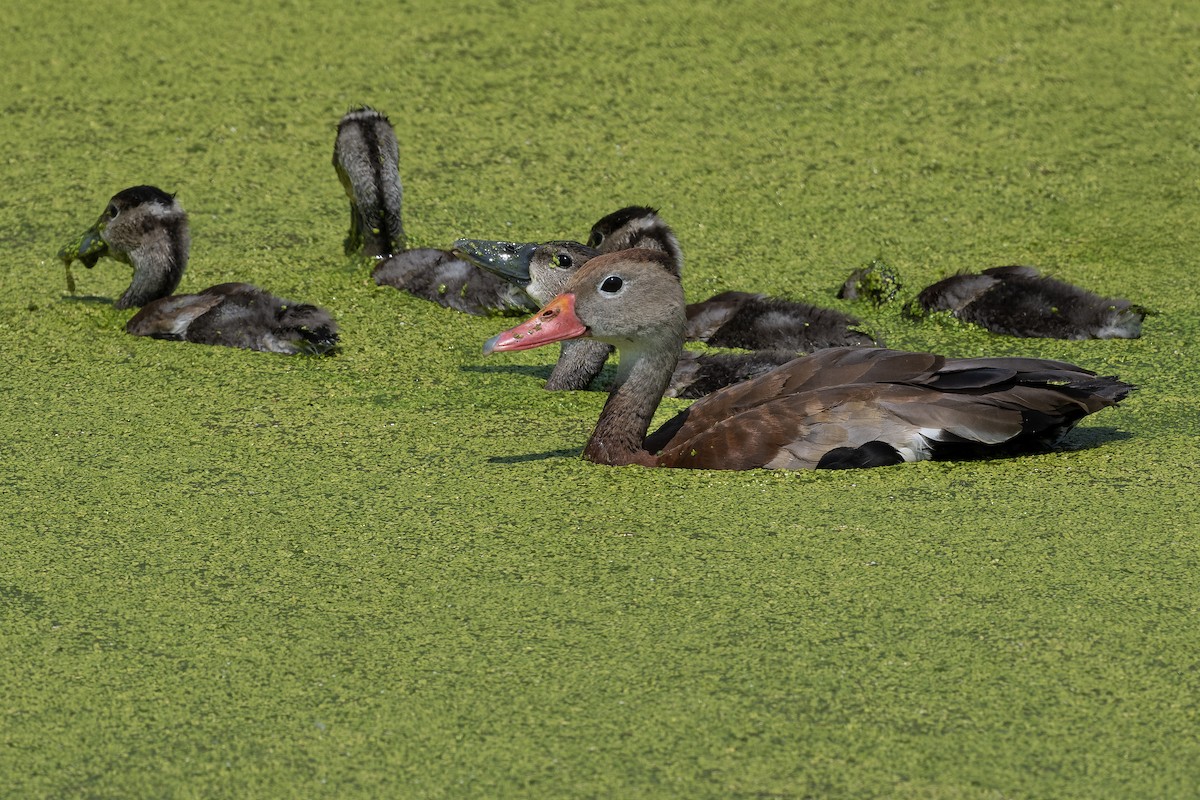 Black-bellied Whistling-Duck - ML640420323