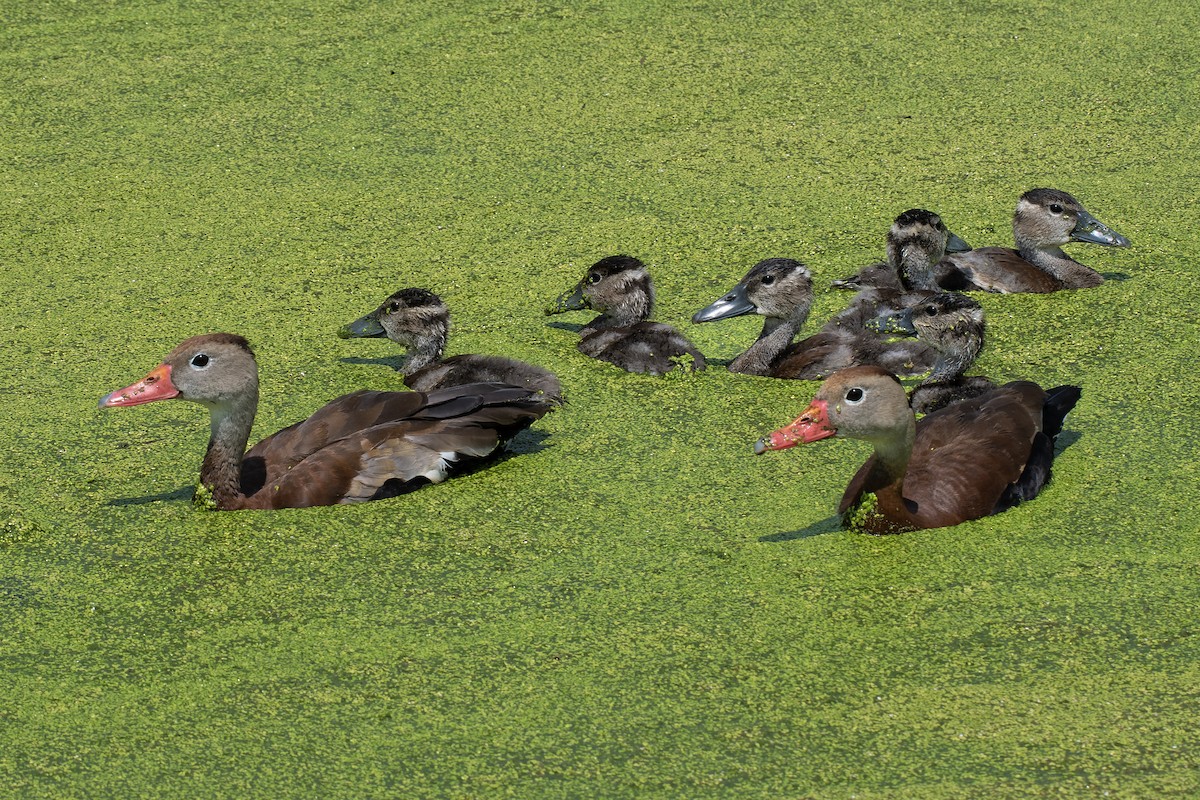 Black-bellied Whistling-Duck - ML640420324