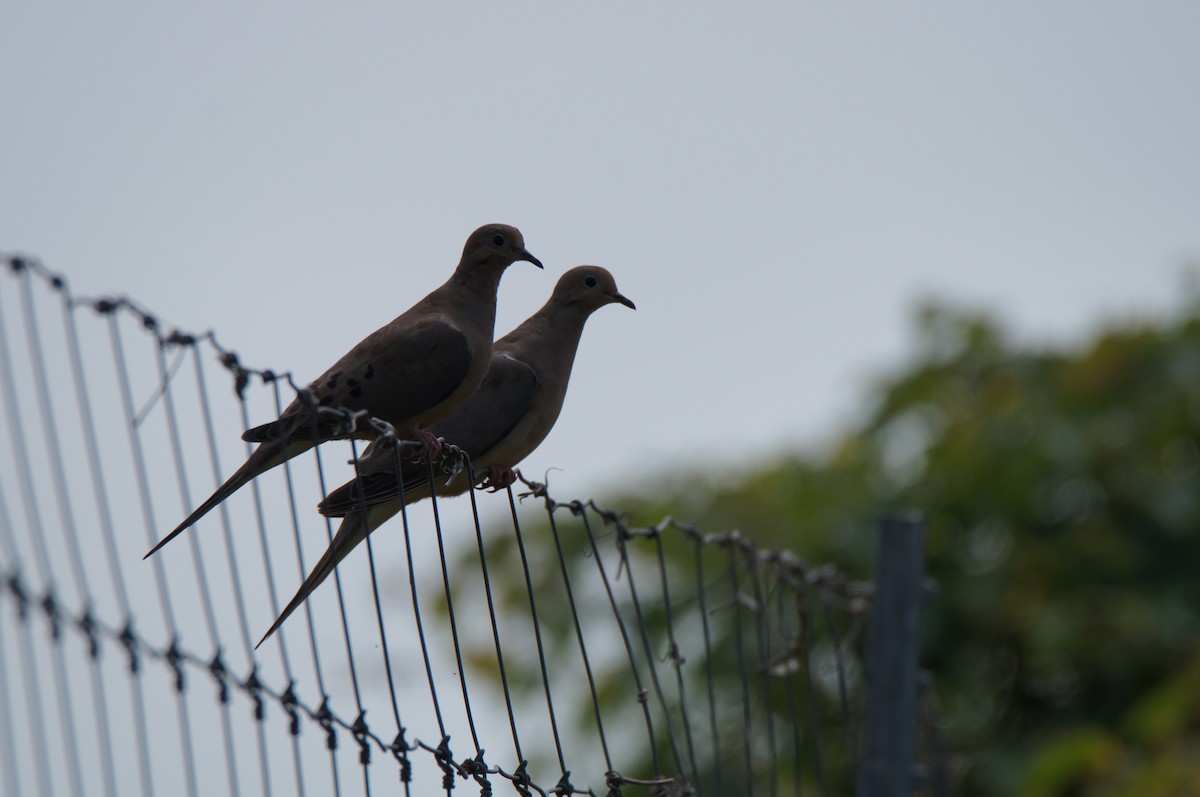 Mourning Dove - ML640420376