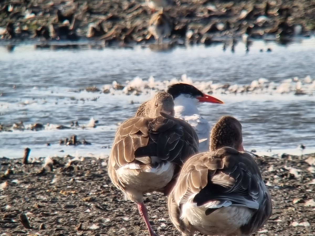 Caspian Tern - ML640420385