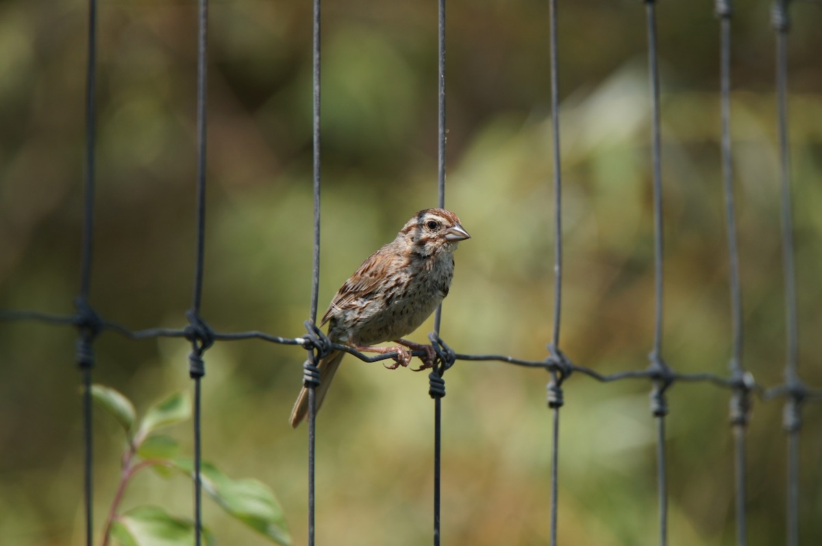 Song Sparrow (melodia/atlantica) - ML640420389