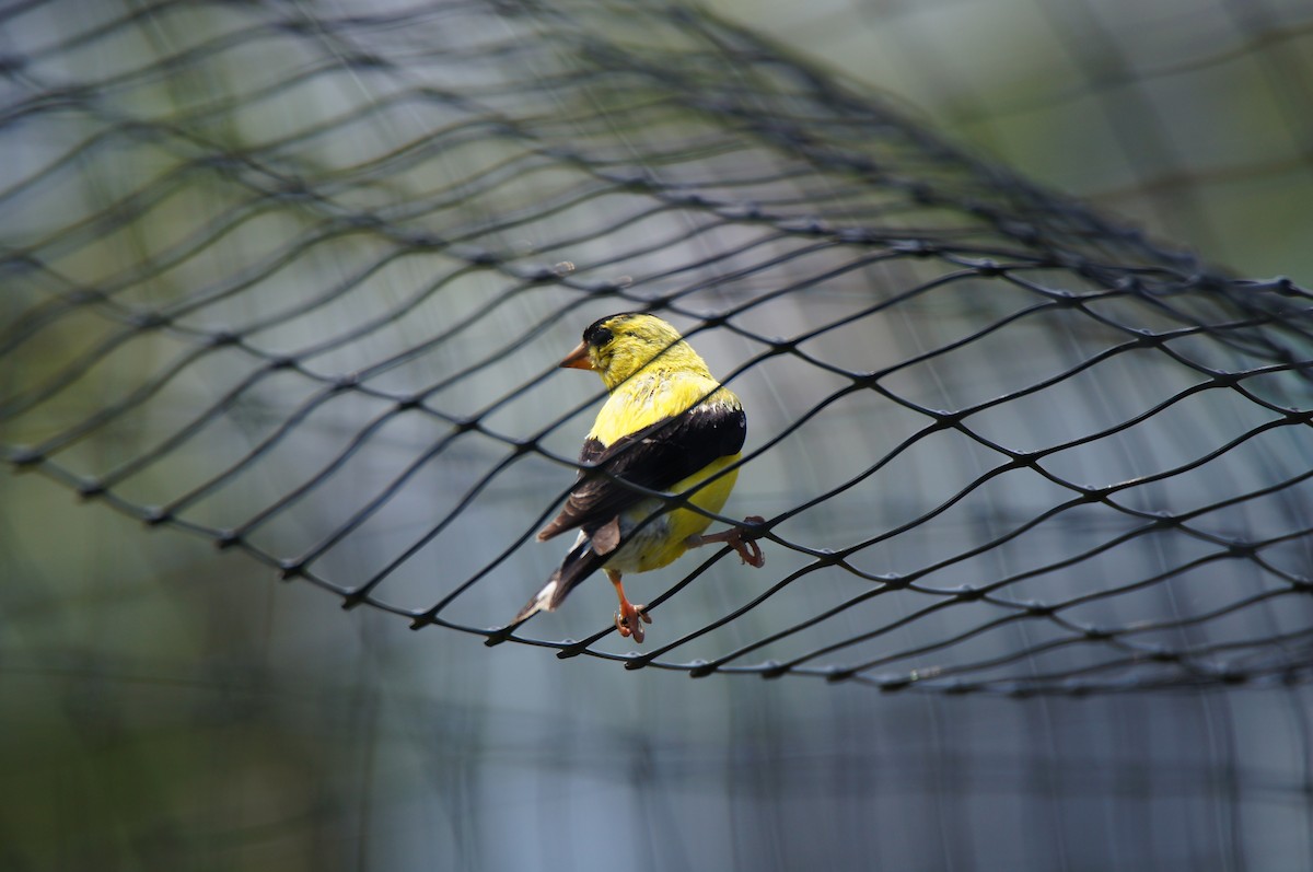 American Goldfinch - ML640420402