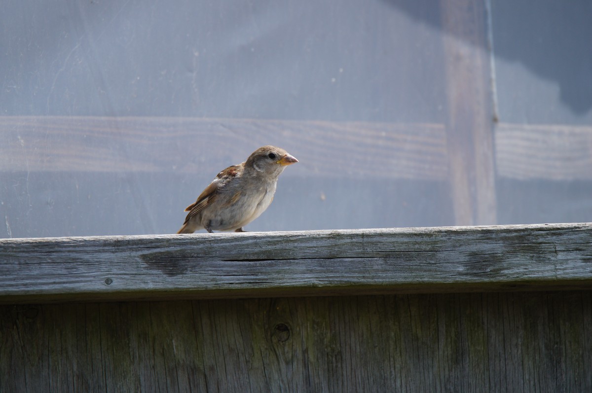 House Sparrow - ML640420435