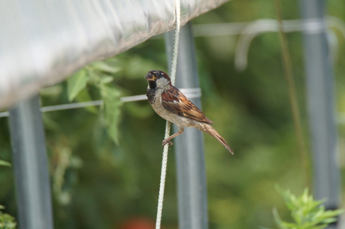 House Sparrow - ML640420449