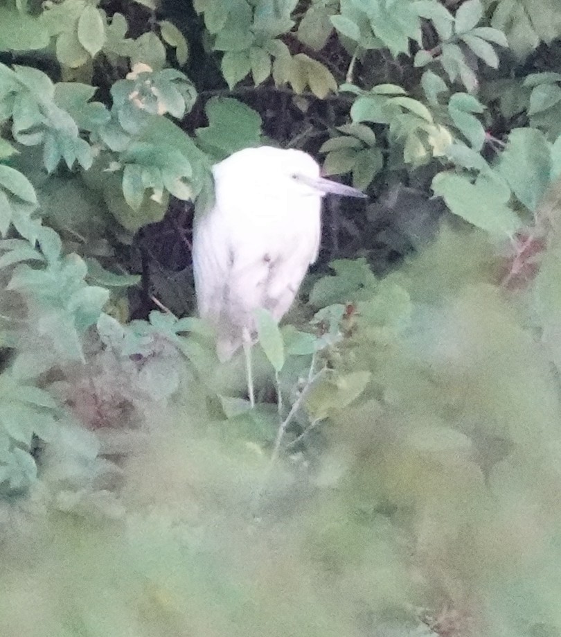 Little Blue Heron - ML640420465