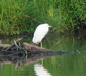 Little Blue Heron - ML640420466