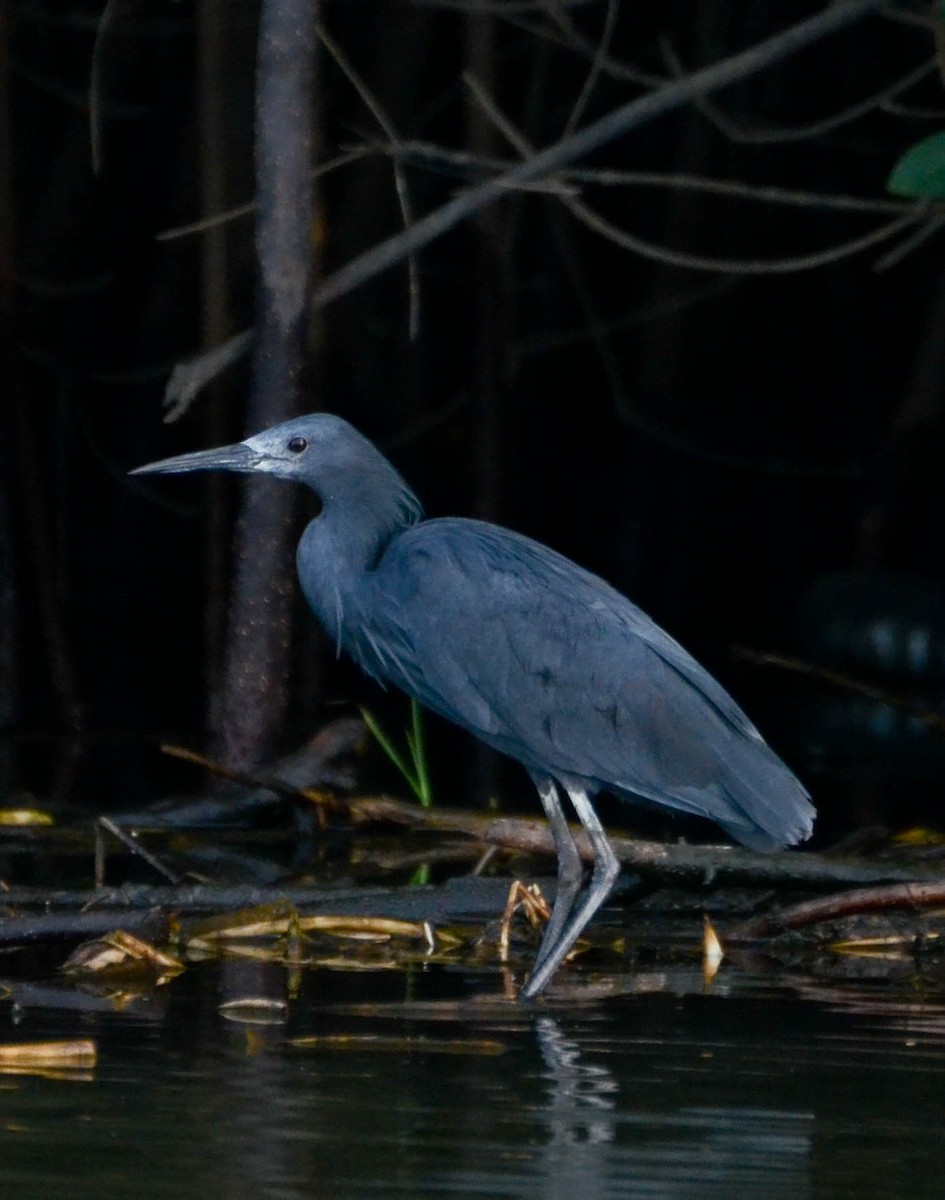 Black Heron - ML640420481