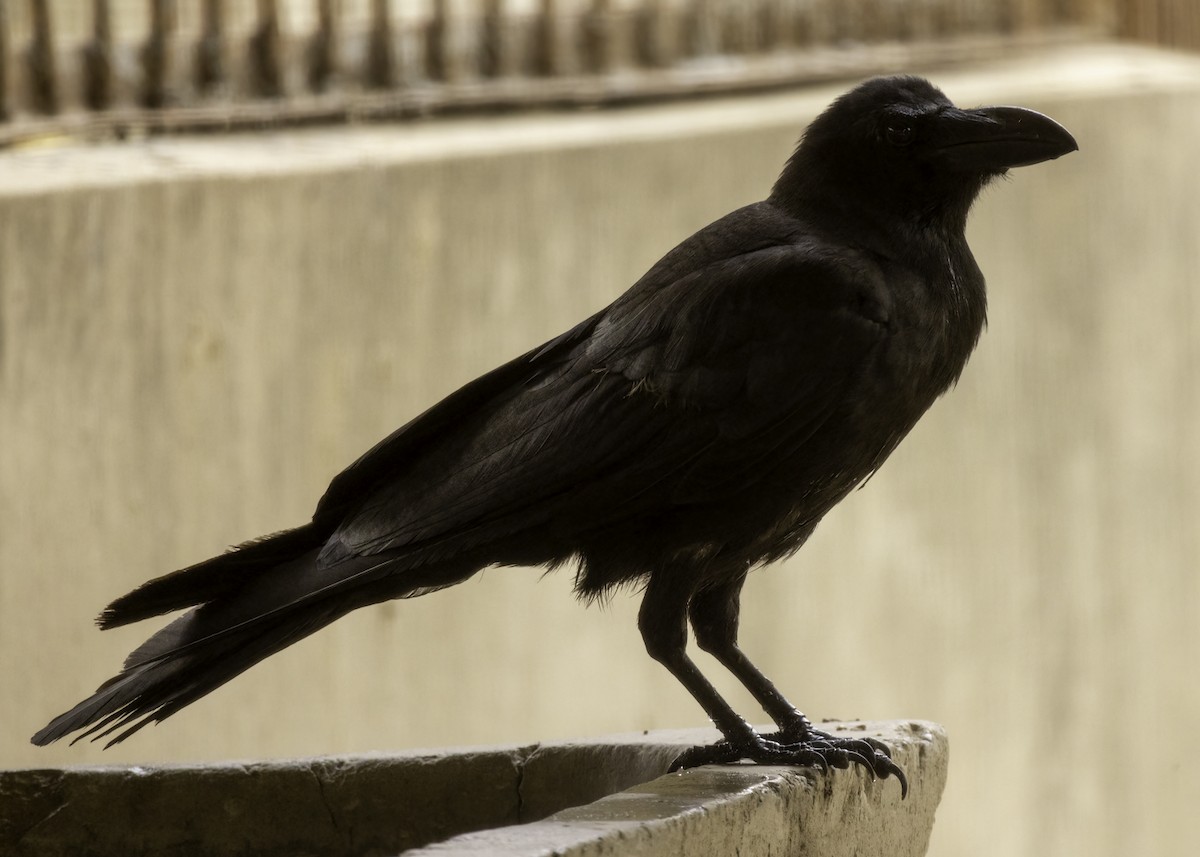Large-billed Crow - ML640420486