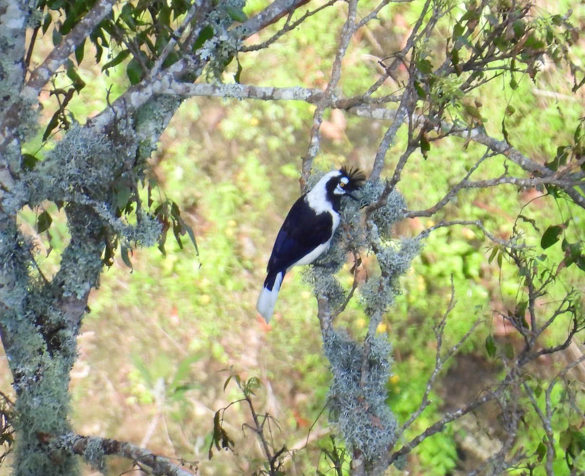 Tufted Jay - ML640420509