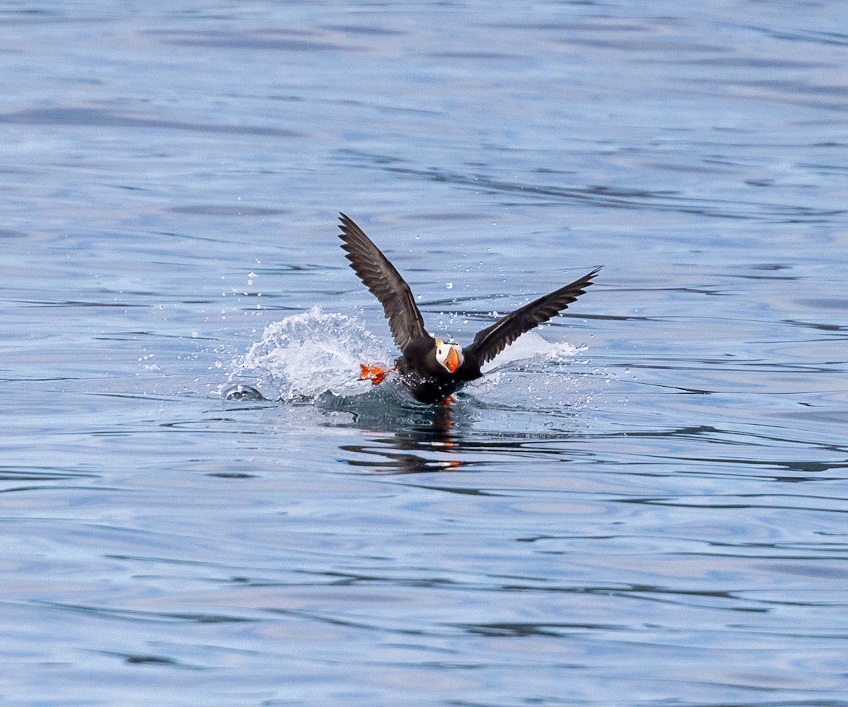 Tufted Puffin - ML640420522
