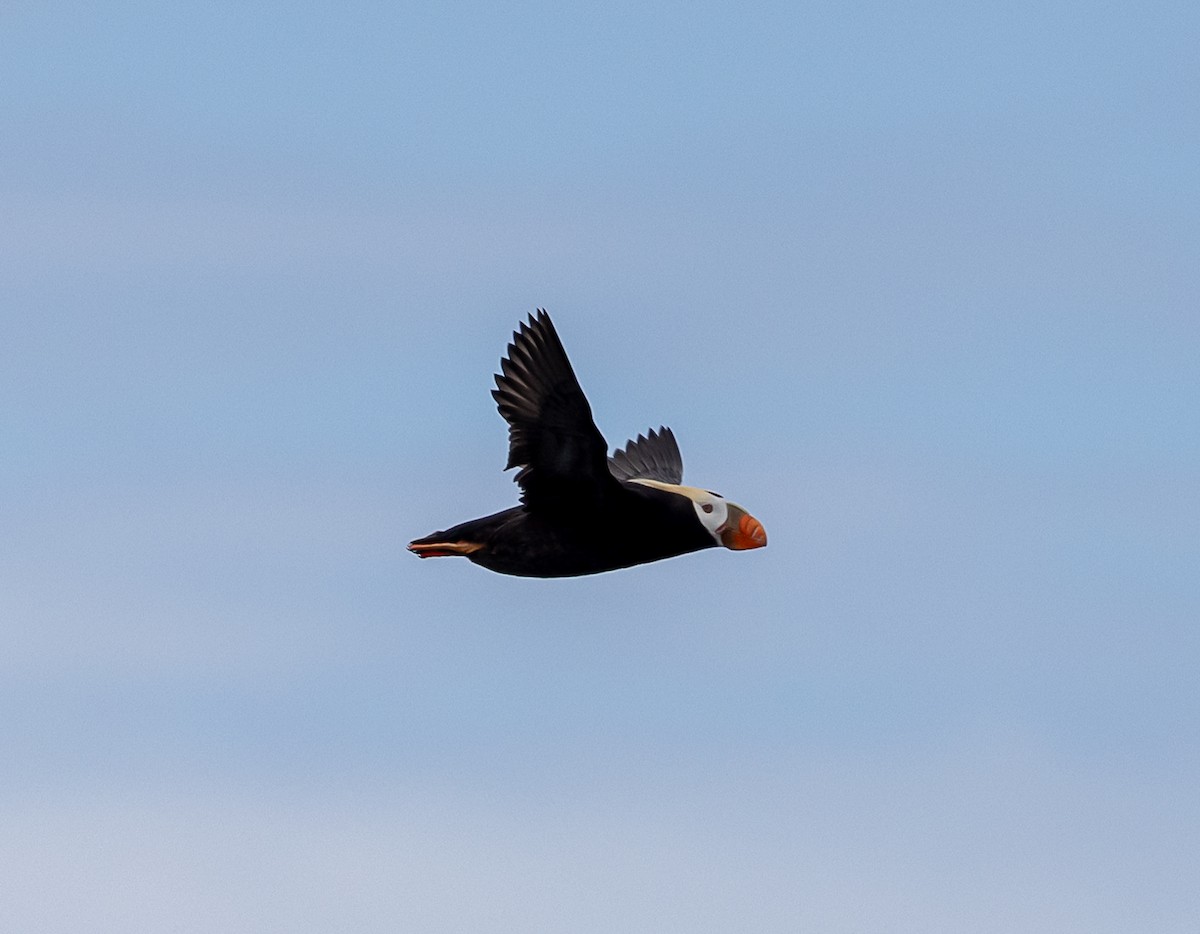 Tufted Puffin - ML640420524