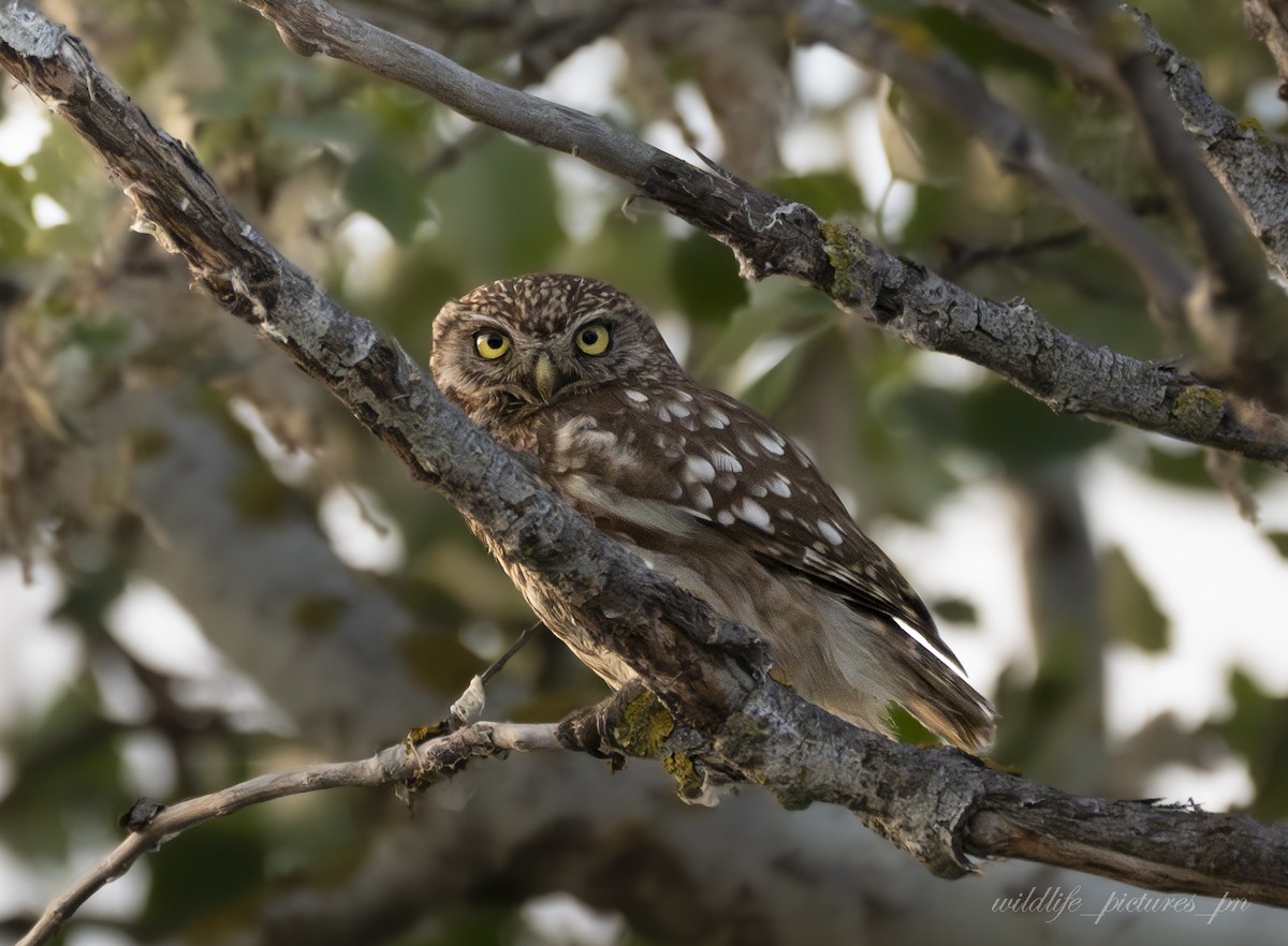 Little Owl - ML640420538
