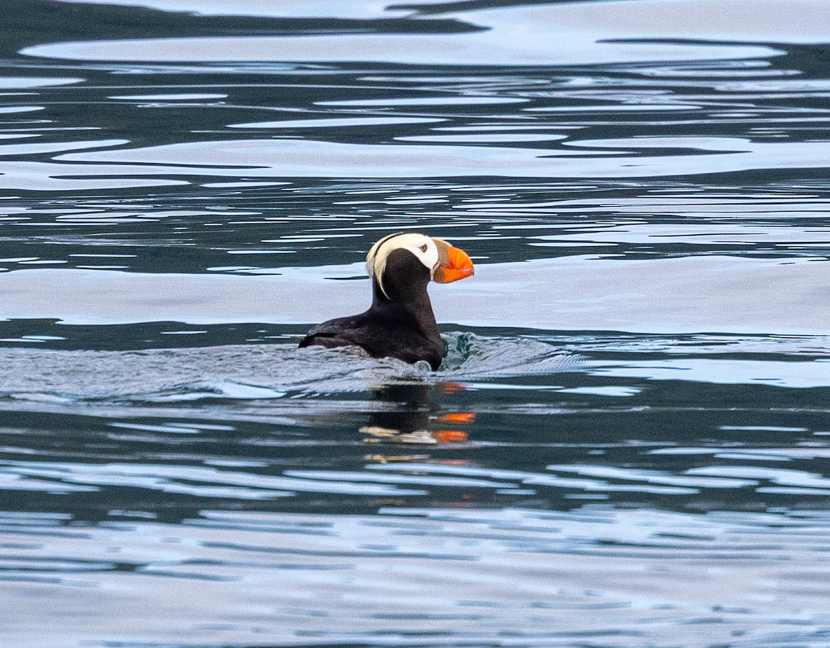 Tufted Puffin - ML640420548