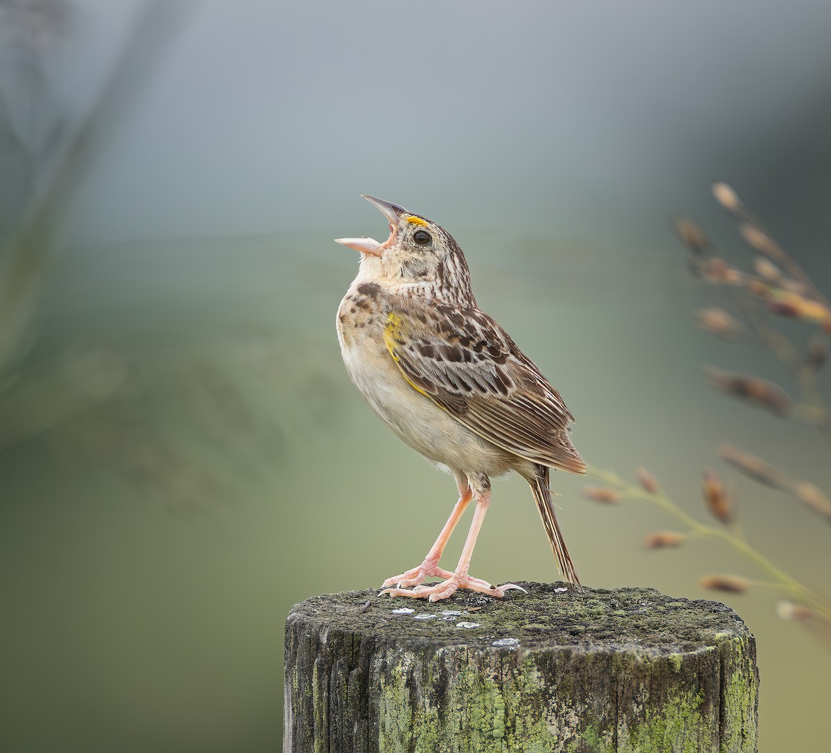 Grasshopper Sparrow - ML640420584