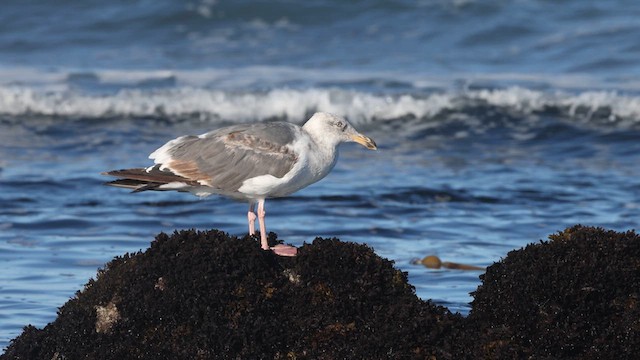 Western Gull - ML640420610