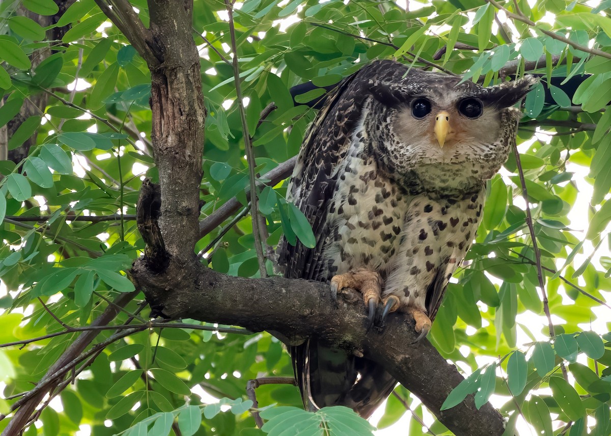 Spot-bellied Eagle-Owl - ML640420611