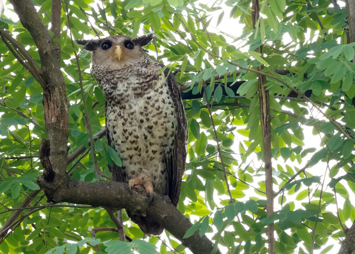Spot-bellied Eagle-Owl - ML640420614