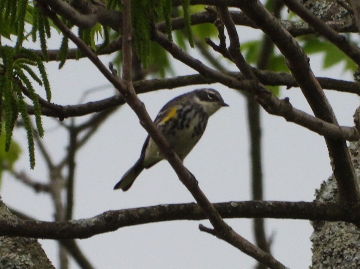 キヅタアメリカムシクイ（coronata） - ML640420643