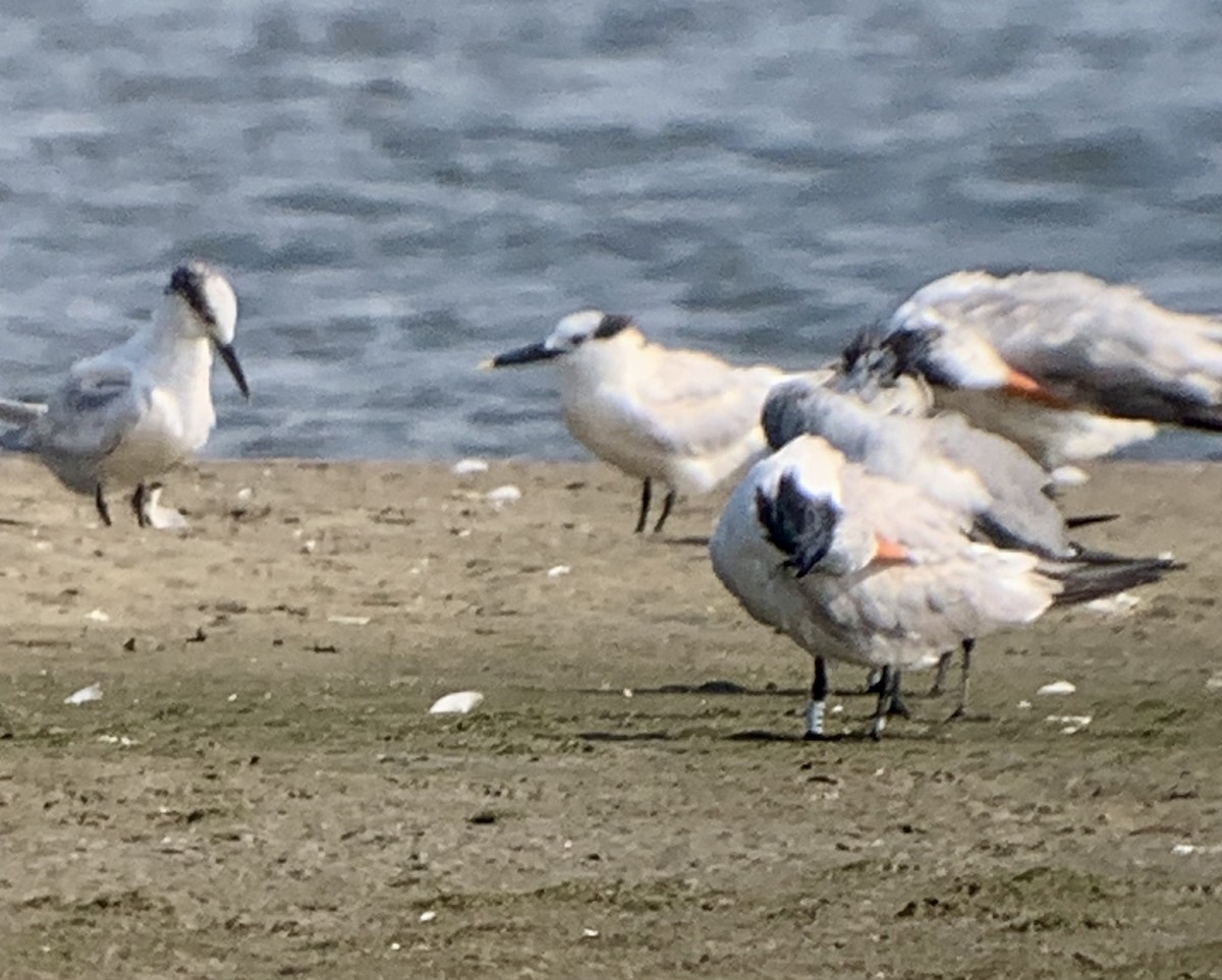 Sandwich Tern - ML640420694