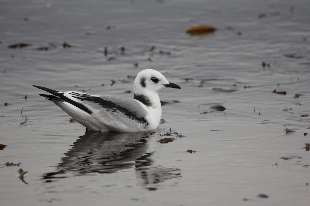 Гурван хуруут цахлай - ML640420700