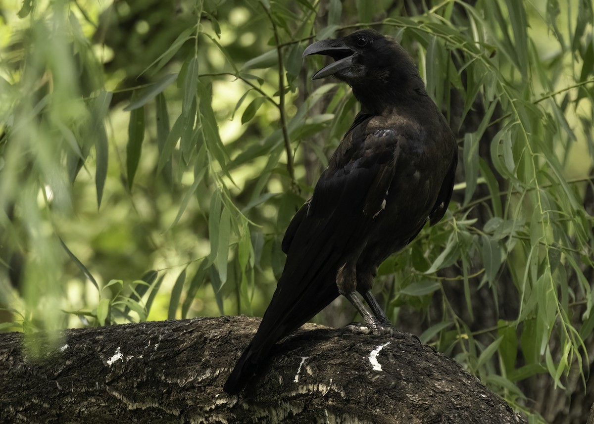 Large-billed Crow - ML640420701