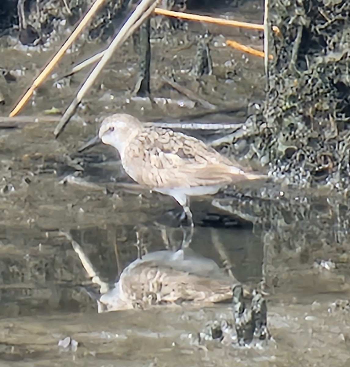 sandsnipe - ML640420707