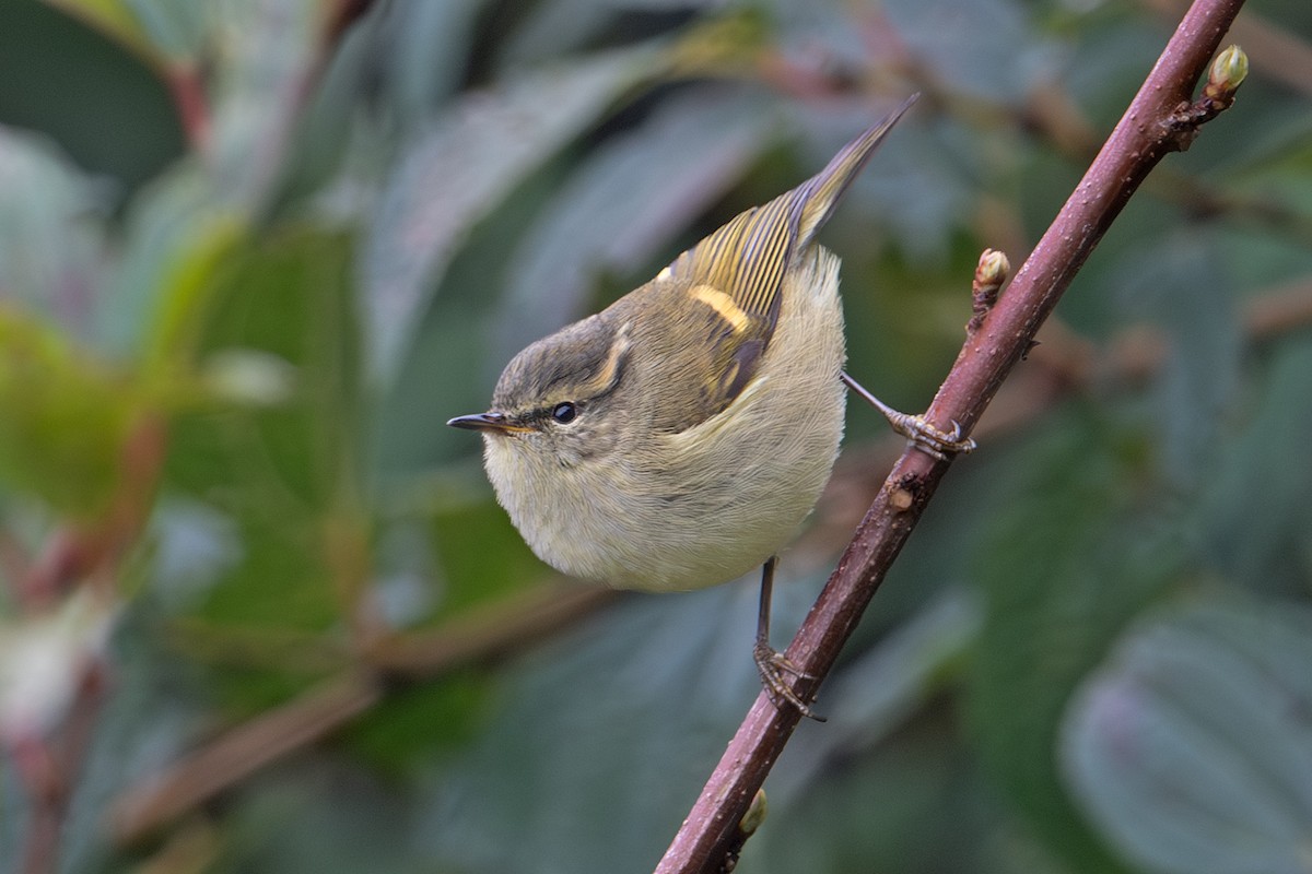 Buff-barred Warbler - ML640420875