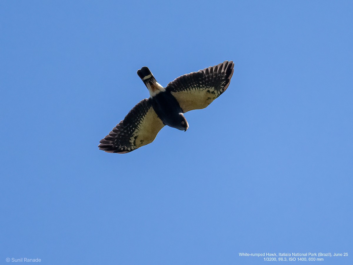 White-rumped Hawk - ML640421004