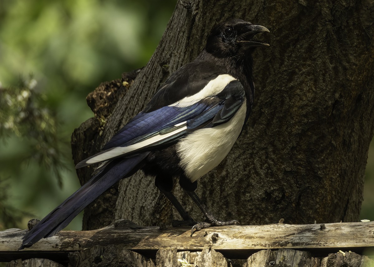 Дорнын шаазгай - ML640421031