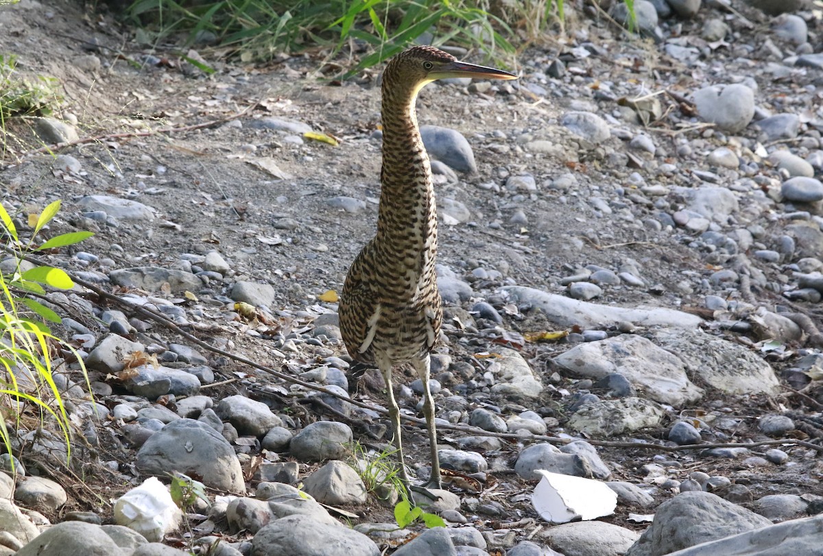 Bare-throated Tiger-Heron - ML640421058