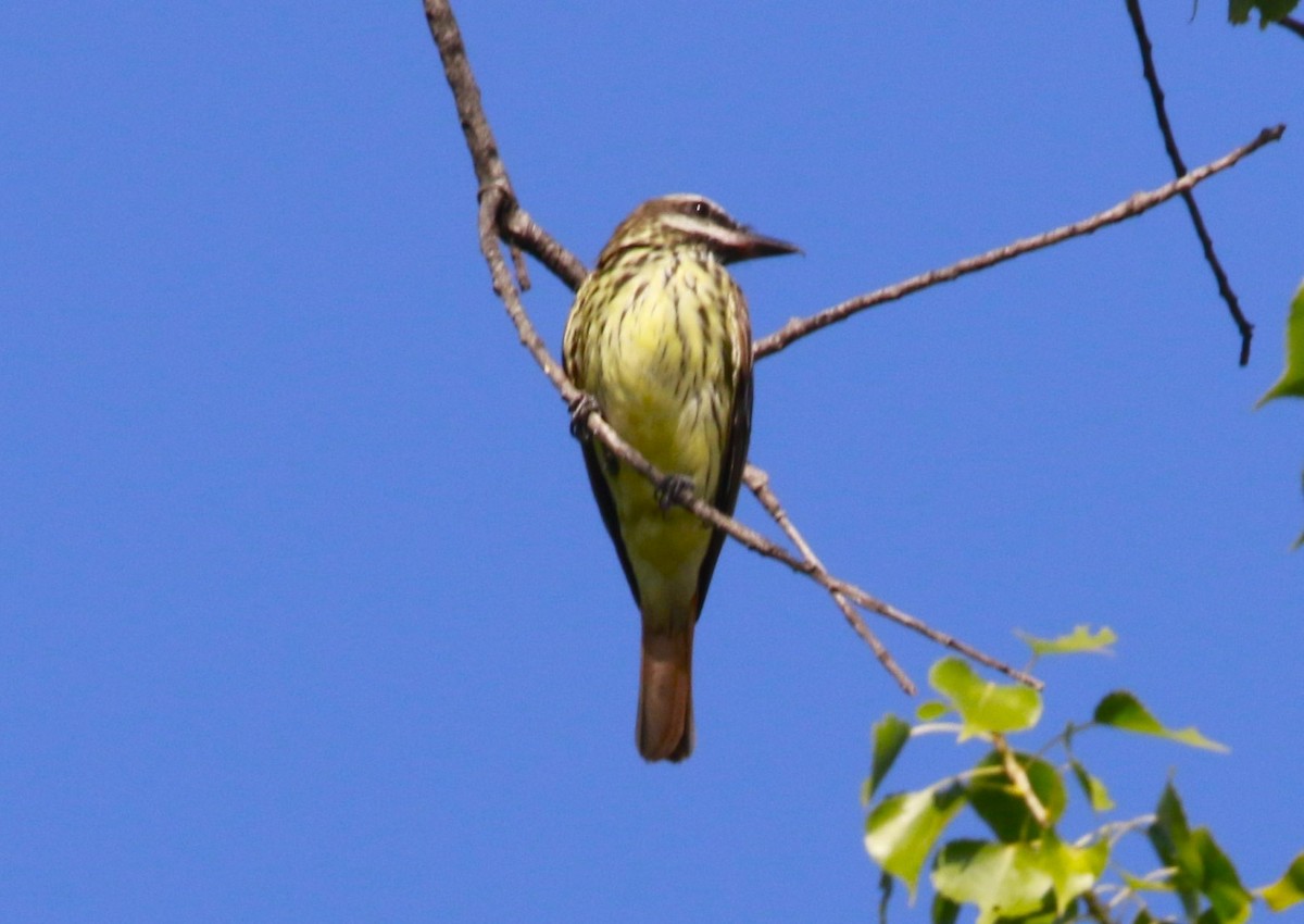 Sulphur-bellied Flycatcher - ML640421094