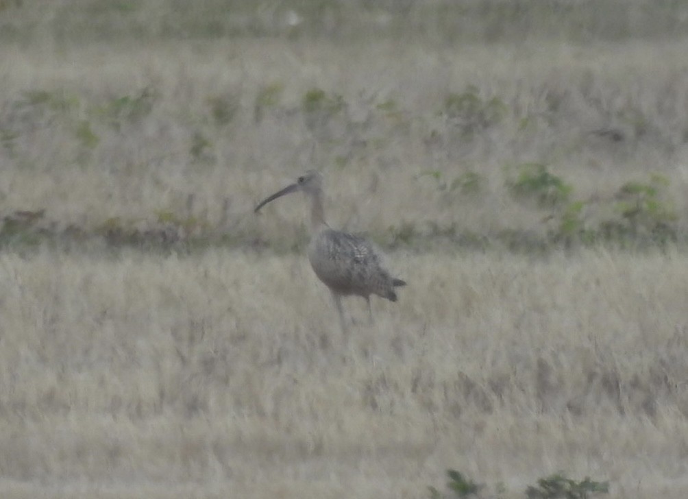 Long-billed Curlew - ML640421100