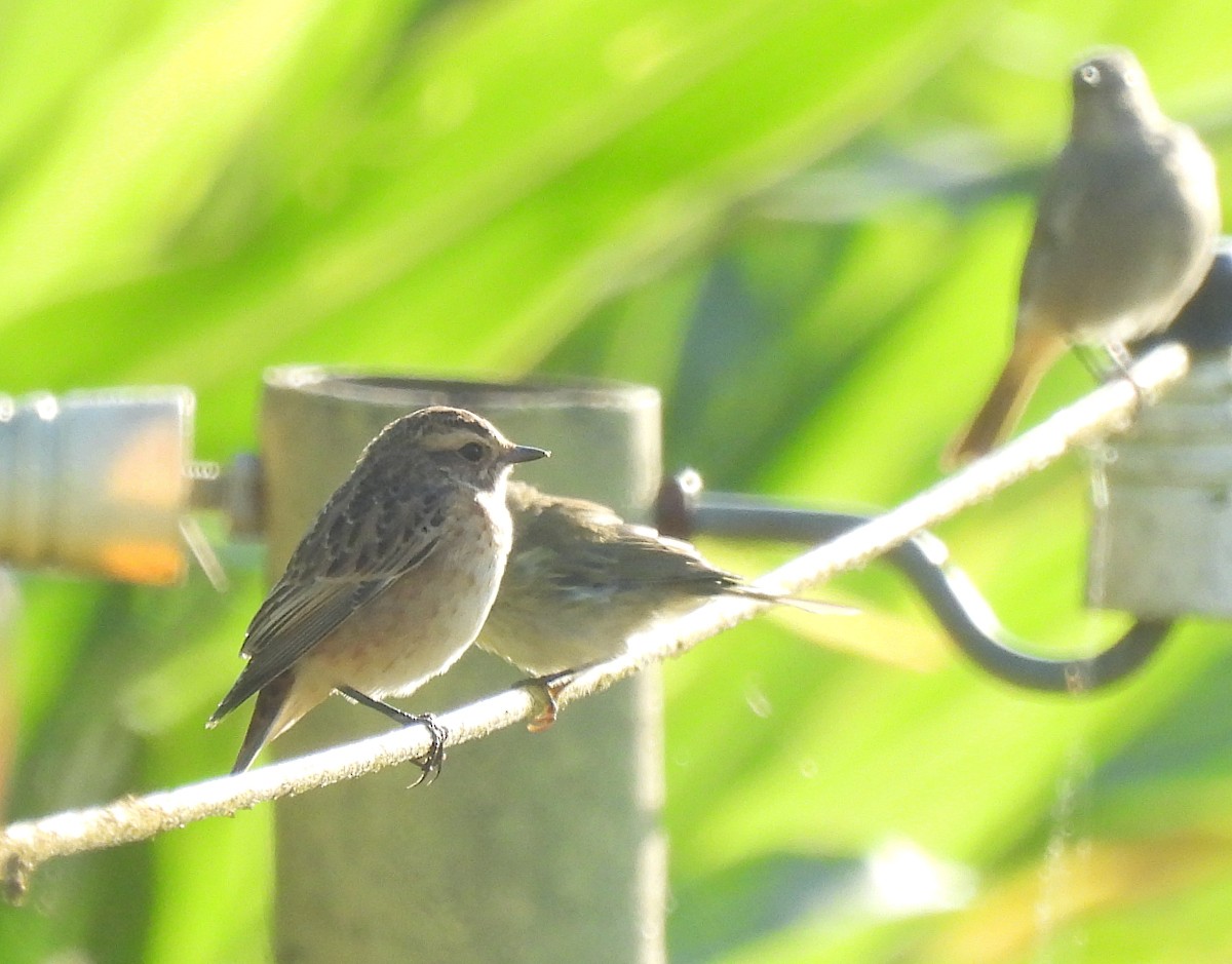 Whinchat - ML640421122