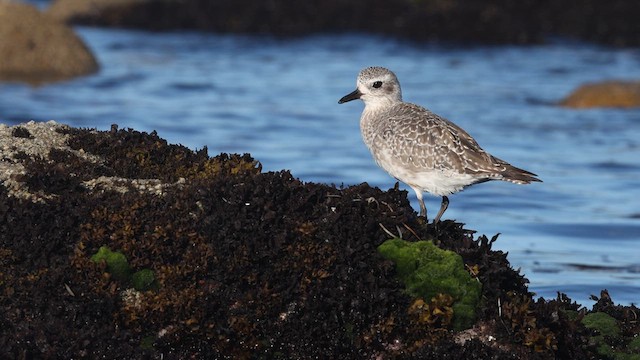 Black-bellied Plover - ML640421127