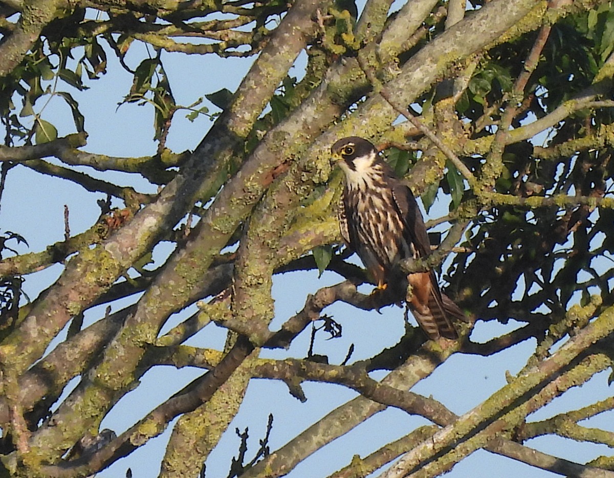 Eurasian Hobby - ML640421129