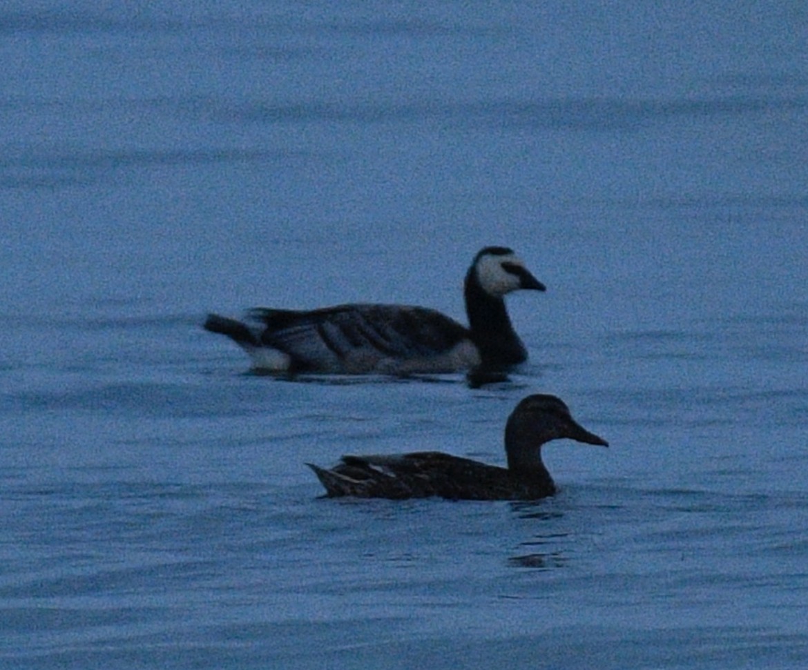 Barnacle Goose - ML640421140