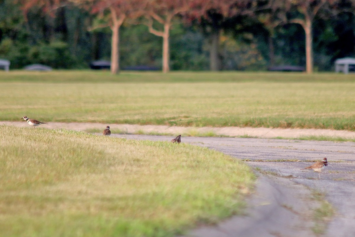 Killdeer - ML640421178