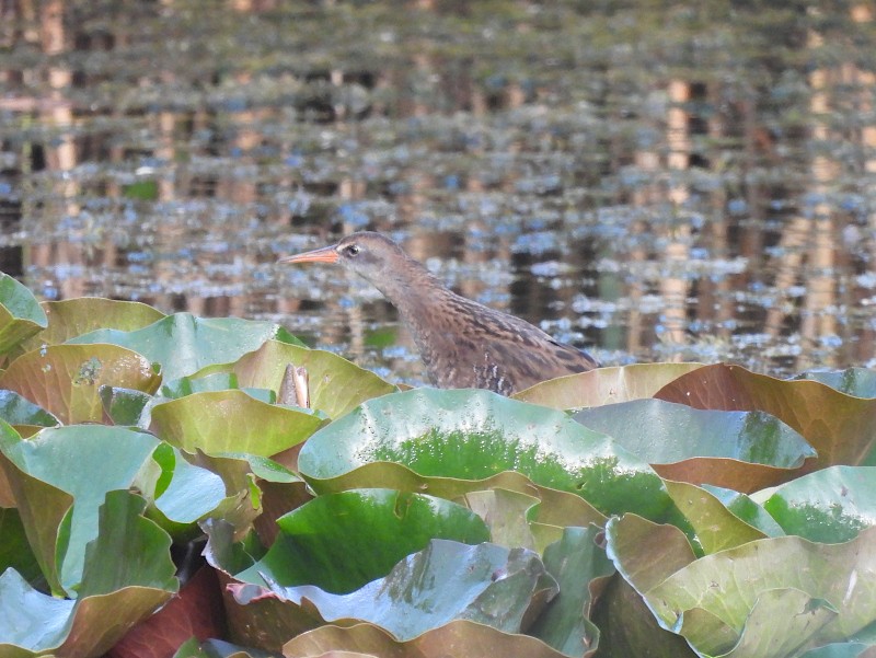 Water Rail - ML640421185