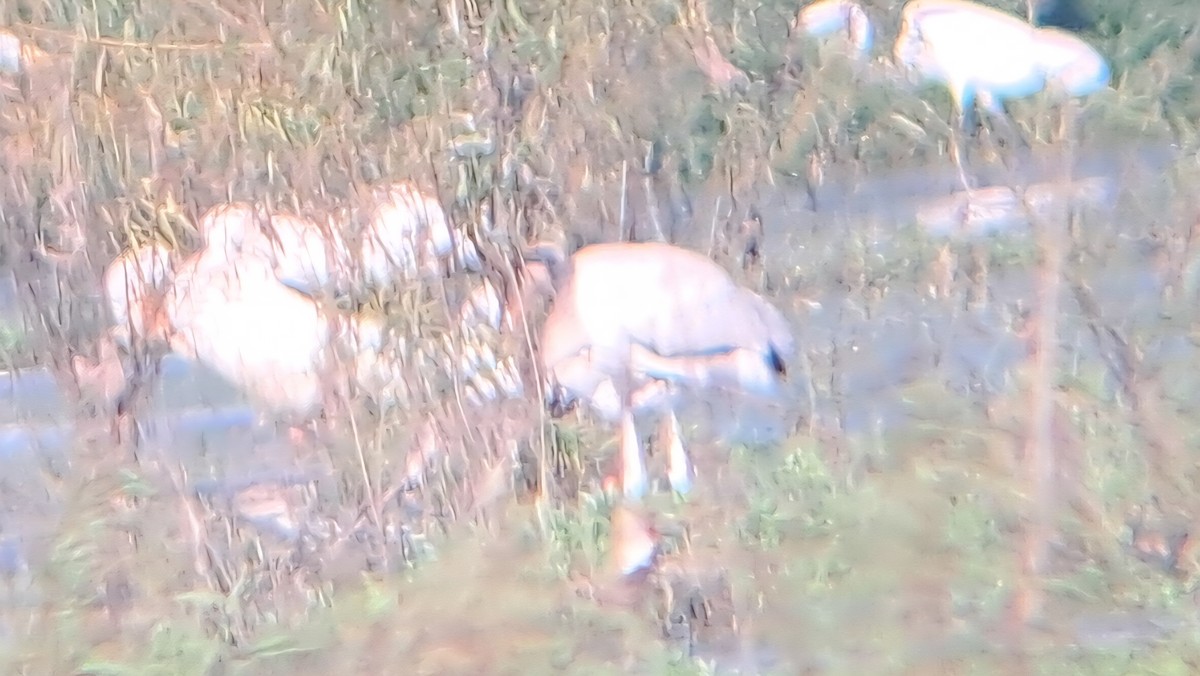 Waldstorch - ML640421241