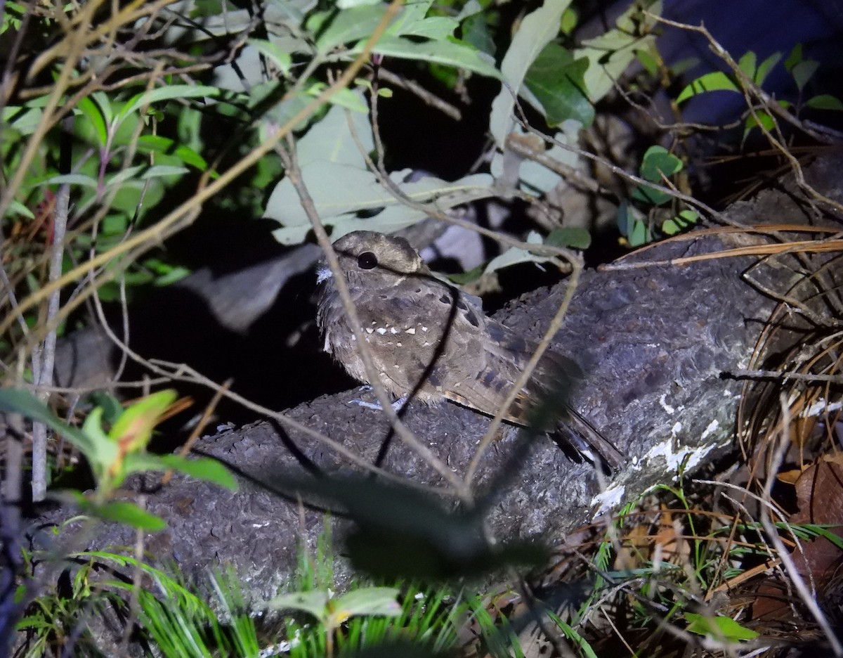 Eared Poorwill - ML640421255