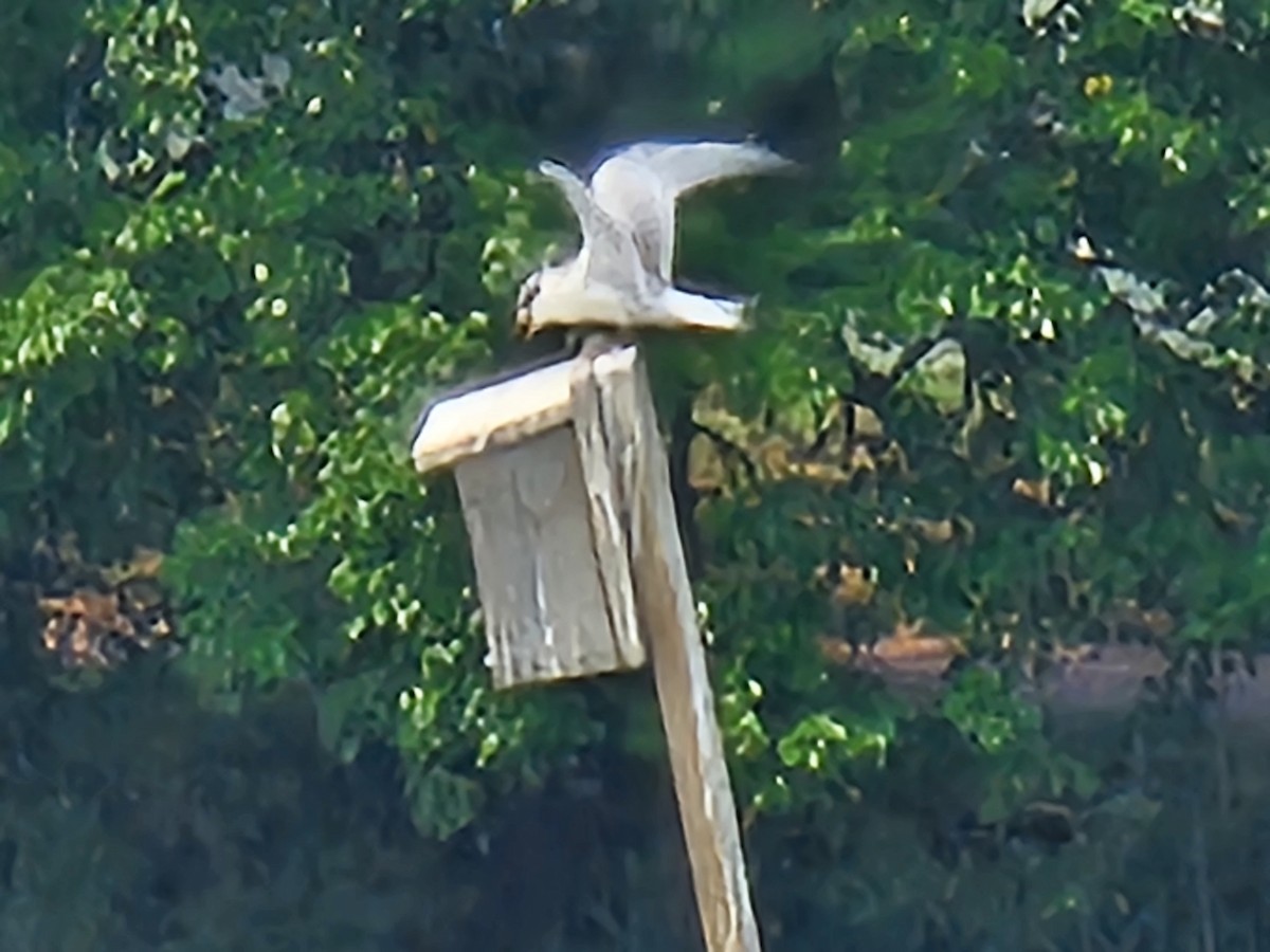 prærieterne - ML640421282