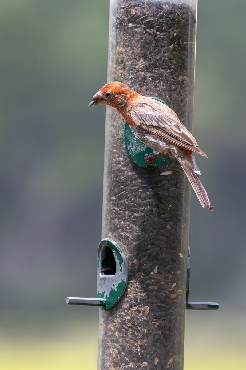 House Finch - ML640421301