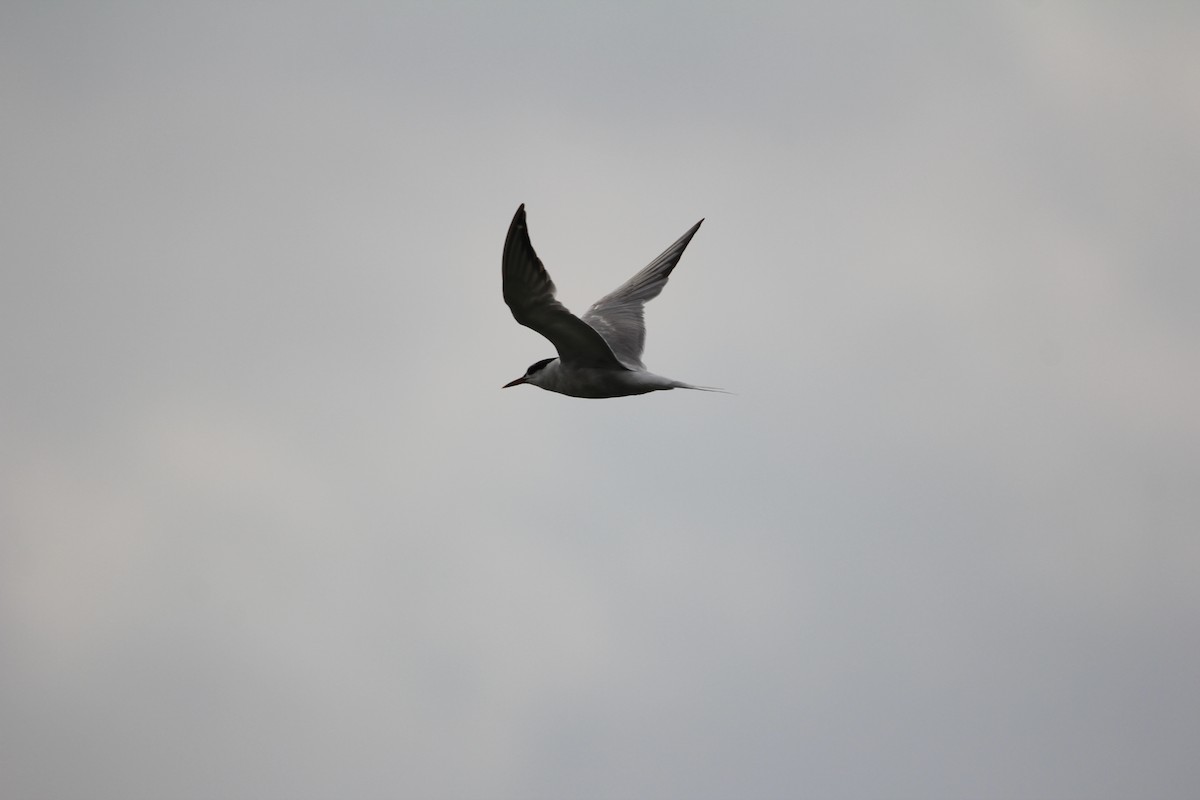 Эгэл хараалай - ML640421311