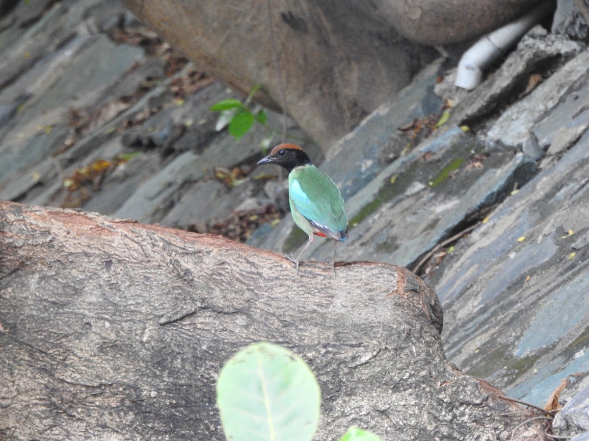 Western Hooded Pitta (Chestnut-crowned) - ML640421357