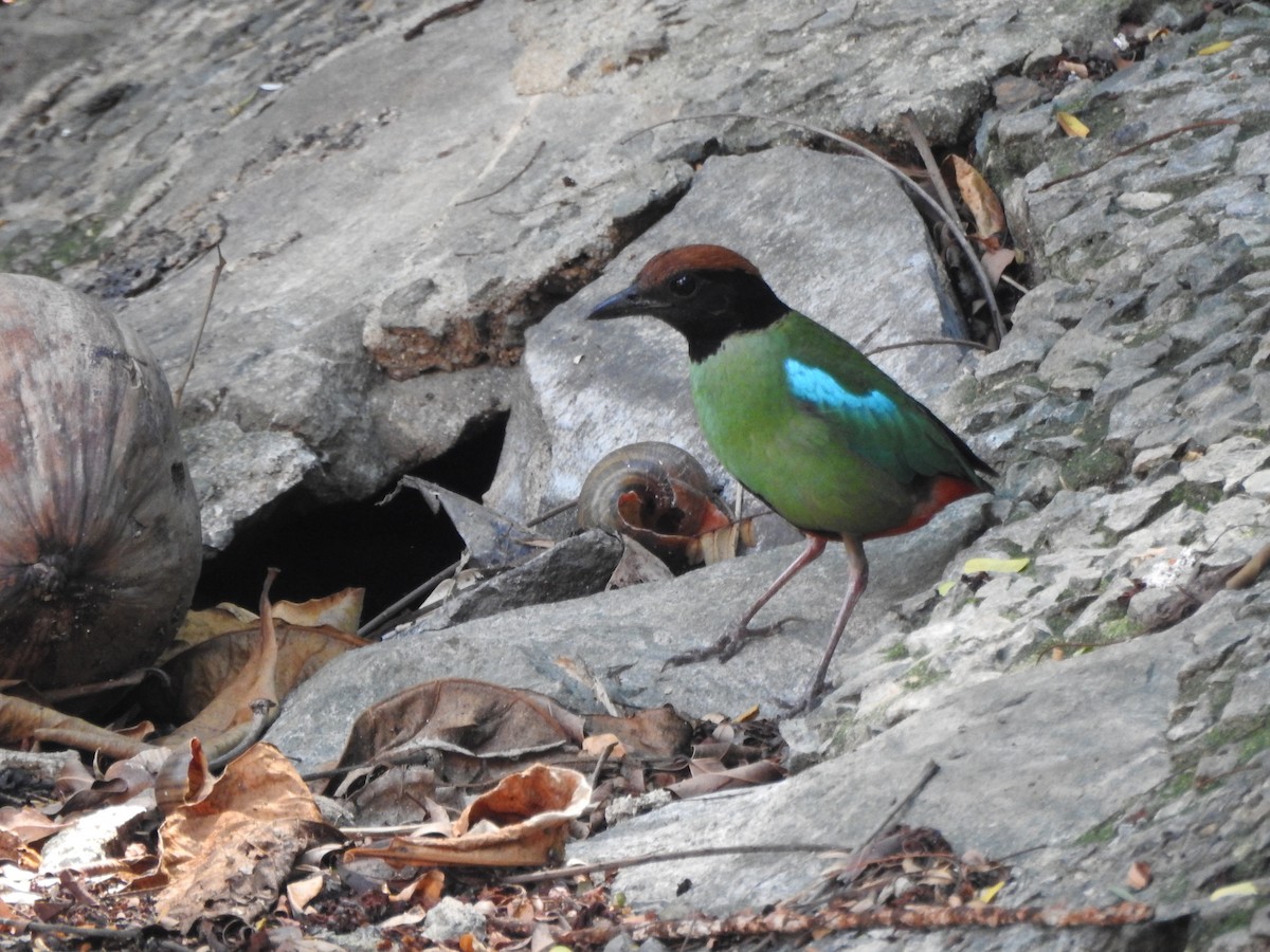 Western Hooded Pitta (Chestnut-crowned) - ML640421358